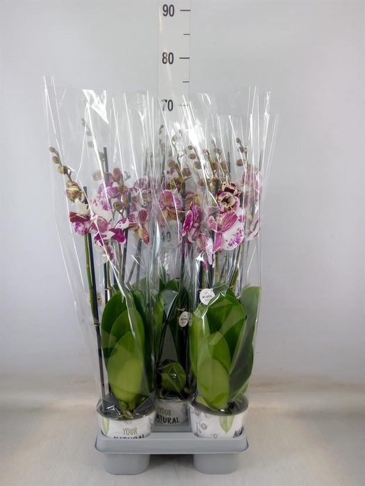 <h4>Phalaenopsis   ...mix</h4>