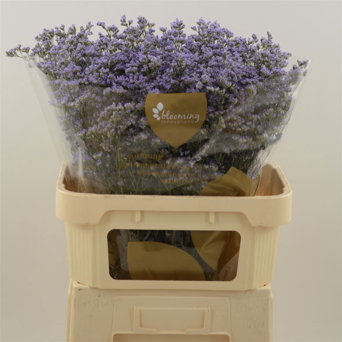 Limonium Maine Blue | Heavy Quality