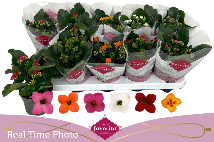 <h4>KAL EN GEM 6 KL</h4>