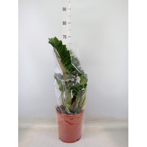 Zamioculcas zamiifolia 'Zenzi'
