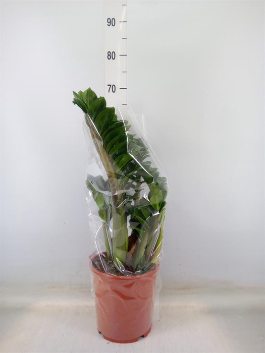 <h4>Zamioculcas zamiifolia 'Zenzi'</h4>