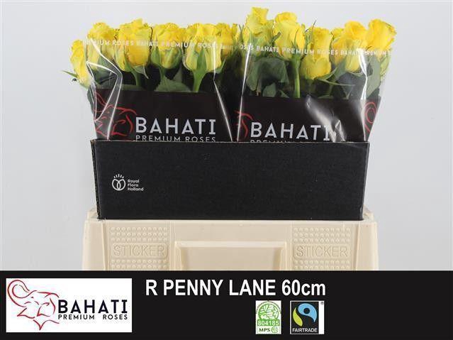 <h4>R GR PENNY LANE</h4>