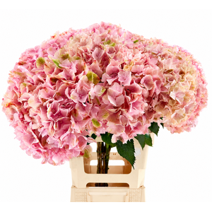 Hydr Macrophylla Pink