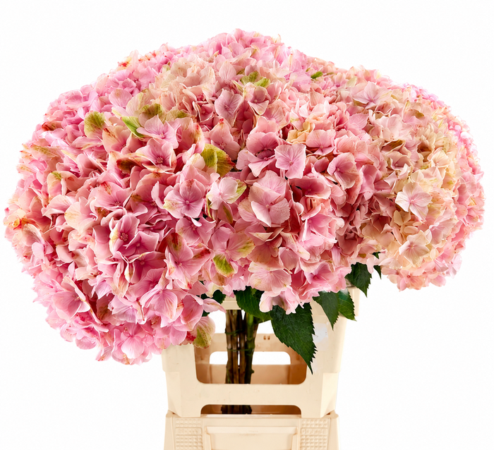 <h4>Hydr Macrophylla Pink</h4>