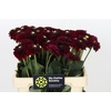 Dahlia Black Fox