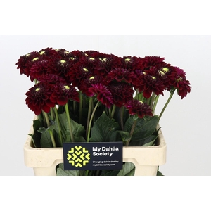 Dahlia Black Fox