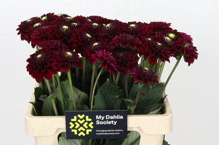 <h4>Dahlia Black Fox</h4>