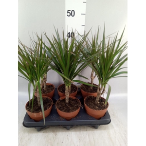 DRACAENA MARG. STAM