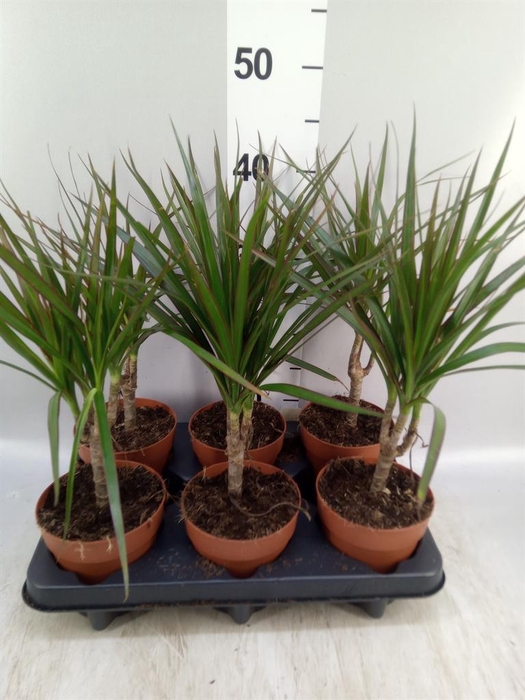 <h4>DRACAENA MARG. STAM</h4>