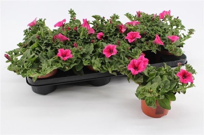 <h4>Petunia Hot Pink</h4>