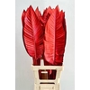 Strelitzia Blad Painted Luxury Red