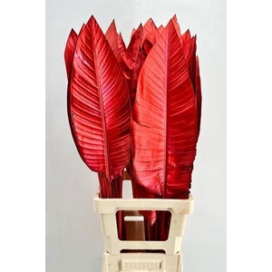 Strelitzia Blad Painted Luxury Red