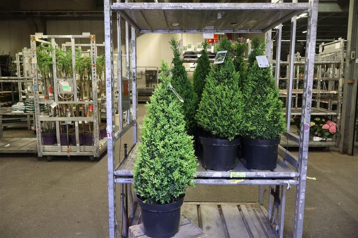 <h4>Buxu Se Pyramidalis</h4>