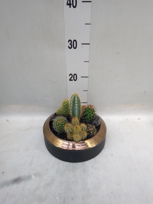 <h4>Arr.  Cactus H%</h4>