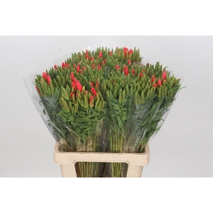 Clarkia Salmon