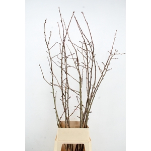 PRUNUS X SERRULATA  PER STEM 160CM