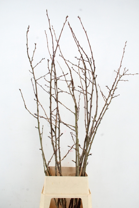 <h4>PRUNUS X SERRULATA  PER STEM 160CM</h4>