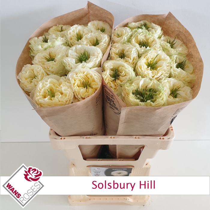 <h4>R GR SOLSBURY HILL</h4>