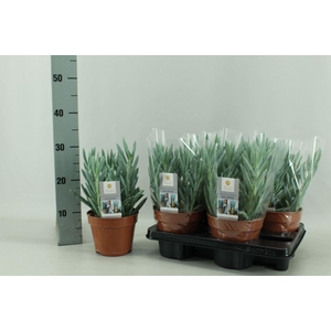 Curio ficoides 'Mount everest'