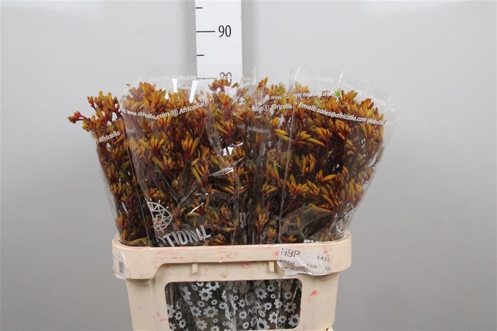 <h4>Anigoz Gold Fever</h4>