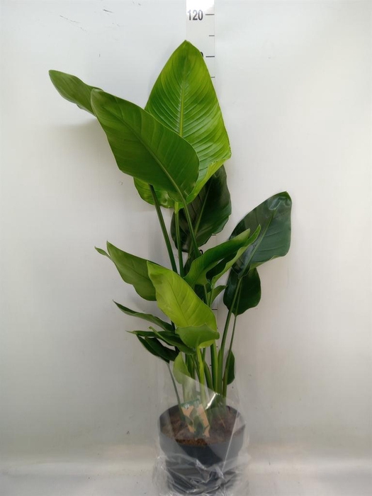 <h4>Strelitzia nicolai</h4>
