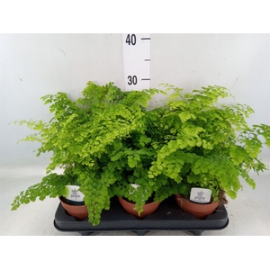 Adiantum raddi. 'Fritz-Luthi'