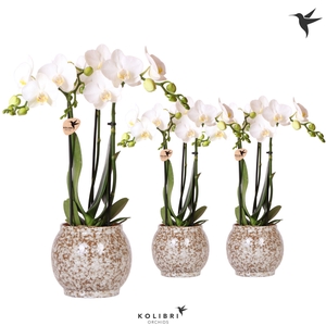 Kolibri Orchids Phalaenopsis white 3 spike in Safari pot