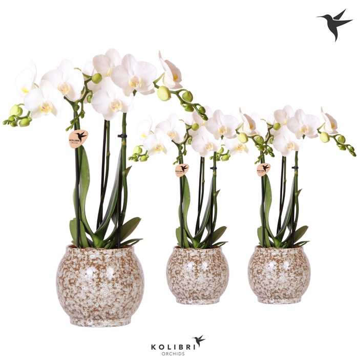 <h4>Kolibri Orchids Phalaenopsis white 3 spike in Safari pot</h4>
