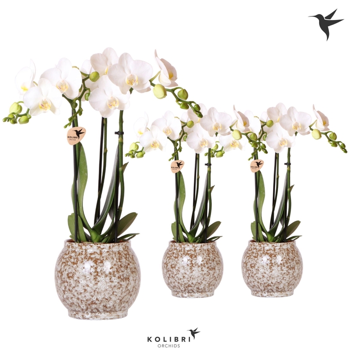 <h4>Kolibri Orchids Phalaenopsis white 3 spike in Safari pot</h4>