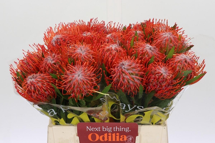 <h4>Nutans Tango</h4>