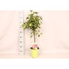 Stam 19cm Abutilon Yellow