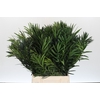 Podocarpus (Per stem)