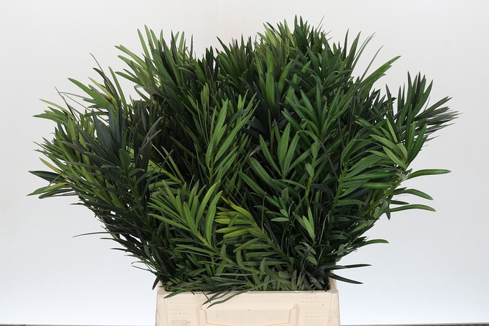 Podocarpus (Per stem)