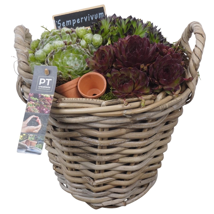 <h4>PTS7471 Arrangement Sempervivum in rieten mand</h4>