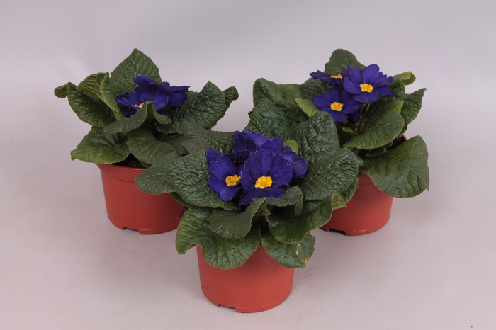 Primula acaulis Blue