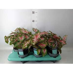 Caladium  'Carolyn Whorton'