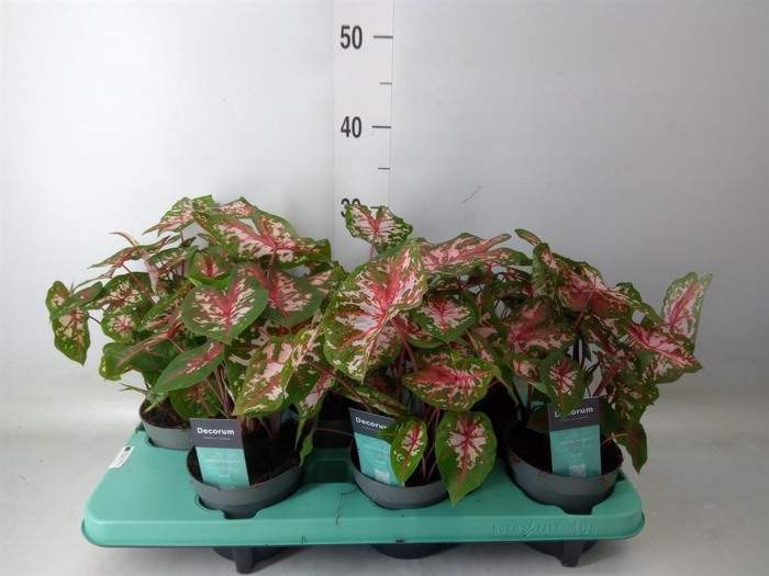 <h4>Caladium 'Carolyn Whorton'</h4>
