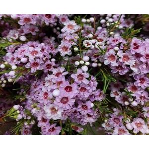 Wax Giselle (Pink) - 60g