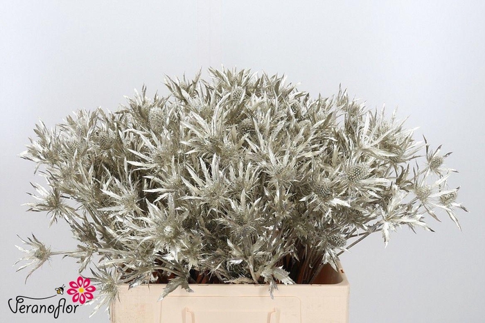 <h4>ERYN DOBIDA KLB H%</h4>