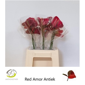 Anthurium Red Amor