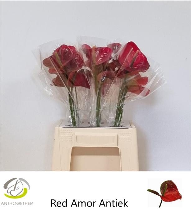<h4>Anthurium Red Amor</h4>