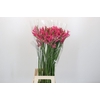 Nerine Pink Spunky