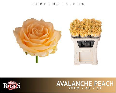 <h4>R GR AVALANCHE PEACH+</h4>