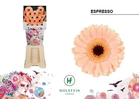 <h4>Ge Mi Espresso</h4>