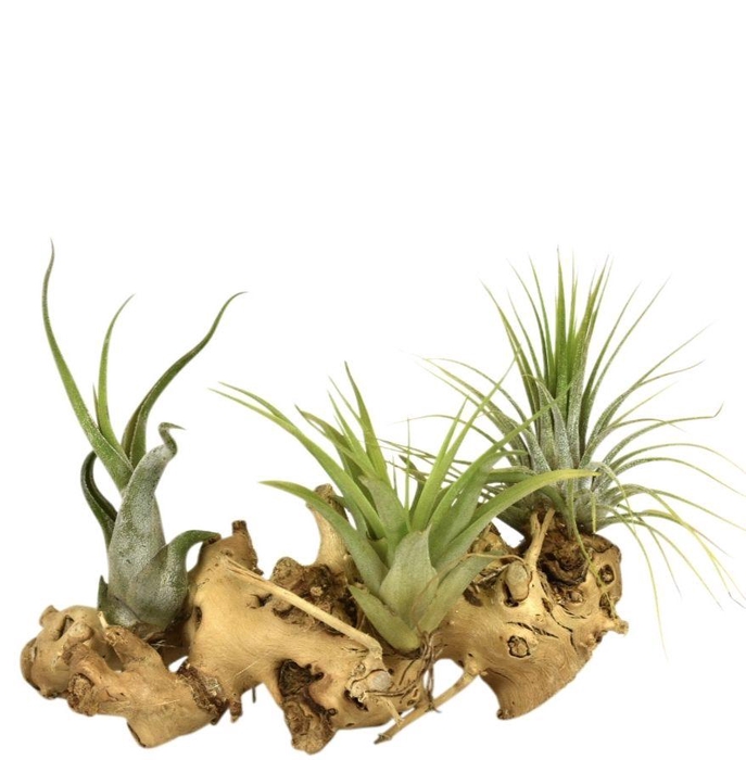 <h4>ARR TILLANDSIA</h4>