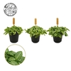 Fittonia Verschaffeltii mini Bambino