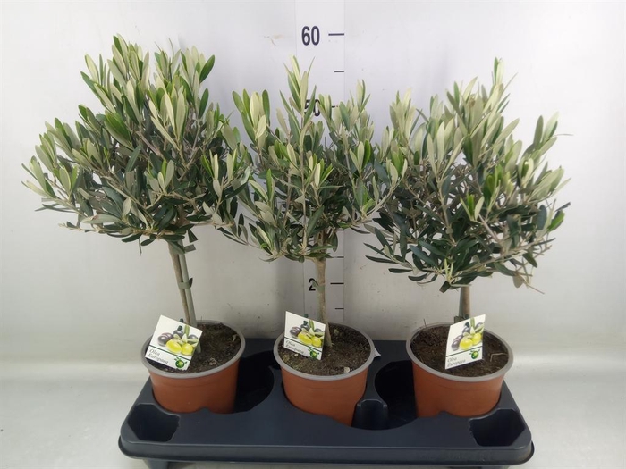 <h4>Olea europaea</h4>