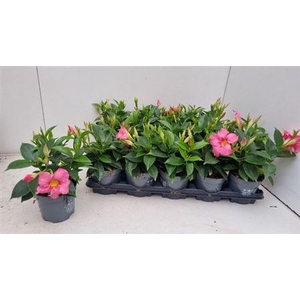 ** Mande Bella Pink * Spring Deal *