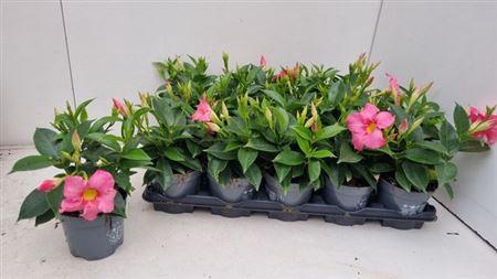 <h4>** Mande Bella Pink * Spring Deal *</h4>