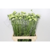 Scabiosa Scoop White